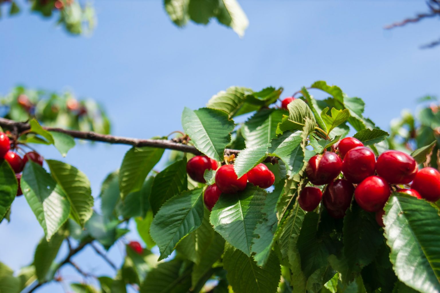 Montmorency Tart Cherry